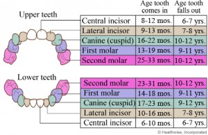 eruption chart